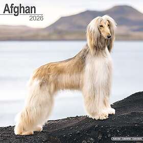 Avonside Publishing Ltd Afghan Dog Breed Wall Calendar 2026
