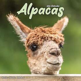 Avonside Publishing Ltd Alpacas Calendar 2026 30x30cm