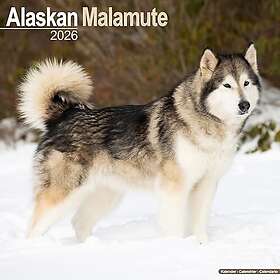 Avonside Publishing Ltd Alaskan Malamute Wall Calendar 2026