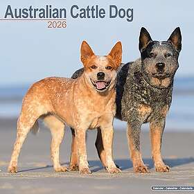 Avonside Publishing Ltd Australian Cattle Dog Wall Calendar 2026