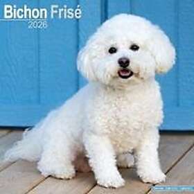 Avonside Publishing Ltd Bichon Frise Calendar 2026
