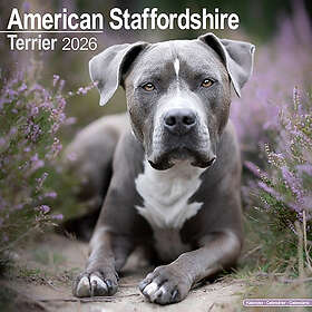 Avonside Publishing Ltd American Staffordshire Terrier Wall Calendar 2026 30x30c