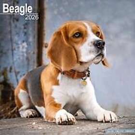 Avonside Publishing Ltd Beagle Wall Calendar 2026