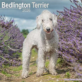 Avonside Publishing Ltd Bedlington Terrier Calendar 2026 30x30cm