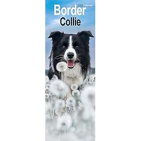 Avonside Publishing Ltd Border Collie Slim Calendar 2026
