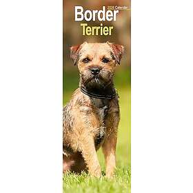 Avonside Publishing Ltd Border Terrier Slim Calendar 2026