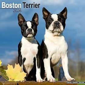 Avonside Publishing Ltd Boston Terrier Calendar 2026