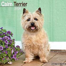 Avonside Publishing Ltd Cairn Terrier Wall Calendar 2026 30x30cm