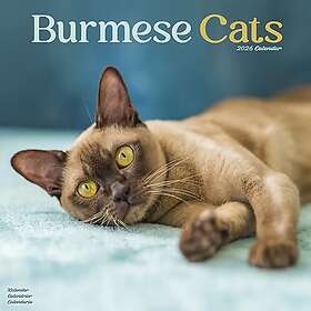 Avonside Publishing Ltd Cats - Burmese Wall Calendar 2026 30x30cm