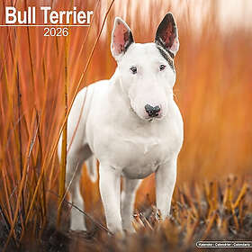 Avonside Publishing Ltd Bull Terrier Wall Calendar 2026 30x30cm