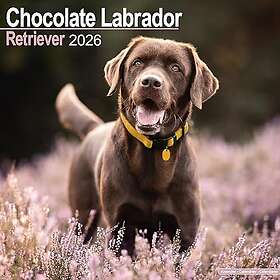 Avonside Publishing Ltd Chocolate Labrador Retriever Wall Calendar 2026