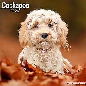 Avonside Publishing Ltd Cockapoo Wall Calendar 2026