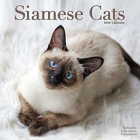 Avonside Publishing Ltd Cats - Siamese Wall Calendar 2026 30x30cm