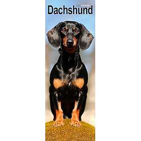Avonside Publishing Ltd Dachshund Slim Calendar 2026