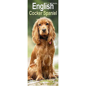 Avonside Publishing Ltd English Cocker Spaniel Slim Calendar 2026