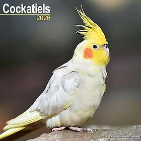 Avonside Publishing Ltd Cockatiels Wall Calendar 2026 30x30cm