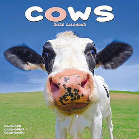 Avonside Publishing Ltd Cows Wall Calendar 2026 30x30cm