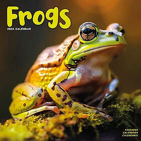 Avonside Publishing Ltd Frogs Calendar 2026 30x30cm