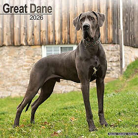 Avonside Publishing Ltd Great Dane Dog Breed Wall Calendar 2026