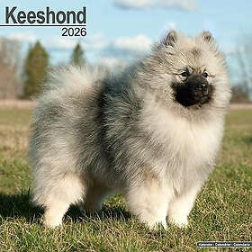 Avonside Publishing Ltd Keeshond Wall Calendar 2026 30x30cm