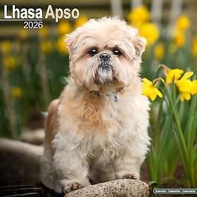 Avonside Publishing Ltd Lhasa Apso Calendar 2026 30x30cm