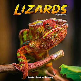 Avonside Publishing Ltd Lizards Wall Calendar 2026