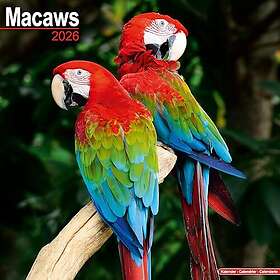 Avonside Publishing Ltd Macaws Wall Calendar 2026