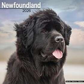 Avonside Publishing Ltd Newfoundland Wall Calendar 2026