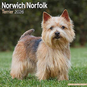 Avonside Publishing Ltd Norwich/Norfolk Terrier Wall Calendar 2026
