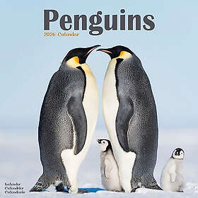 Avonside Publishing Ltd Penguins Wall Calendar 2026 30x30cm
