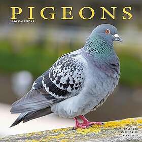 Avonside Publishing Ltd Pigeons Wall Calendar 2026 30x30cm