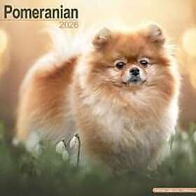 Avonside Publishing Ltd Pomeranian Calendar 2026
