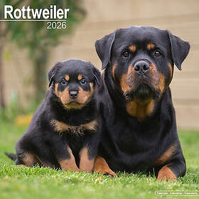 Avonside Publishing Ltd Rottweiler Wall Calendar 2026 30x30cm