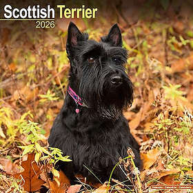 Avonside Publishing Ltd Scottish Terrier Wall Calendar 2026