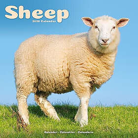 Avonside Publishing Ltd Sheep Wall Calendar 2026 30x30cm