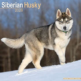 Avonside Publishing Ltd Siberian Husky Calendar 2026 30x30cm