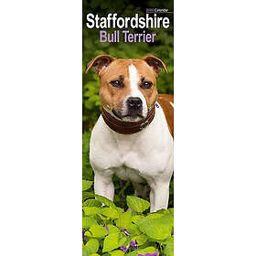 Avonside Publishing Ltd Staffordshire Bull Terrier Slim Calendar 2026