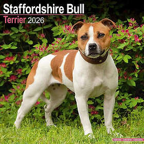 Avonside Publishing Ltd Staffordshire Bull Terrier Wall Calendar 2026