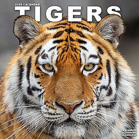 Avonside Publishing Ltd Tigers Calendar 2026 30x30cm