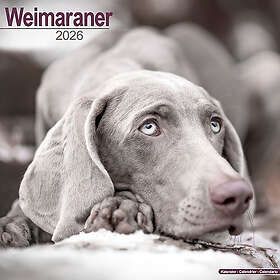 Avonside Publishing Ltd Weimaraner Dog Breed Wall Calendar 2026