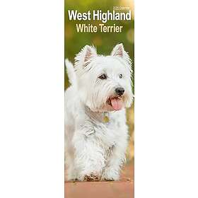 Avonside Publishing Ltd West Highland Terrier Slim Calendar 2026