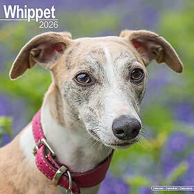 Avonside Publishing Ltd Whippet Wall Calendar 2026