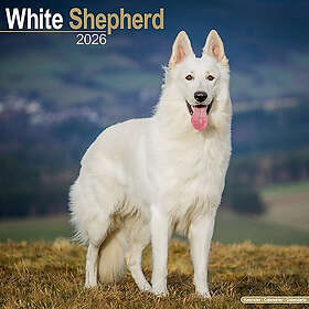Avonside Publishing Ltd White Shepherd Calendar 2026
