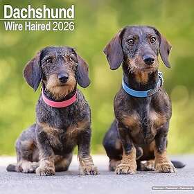Avonside Publishing Ltd Wirehaired Dachshund Calendar 2026