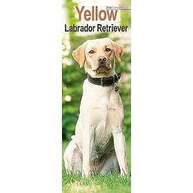 Avonside Publishing Ltd Yellow Labrador Retriever Slim Calendar 2026