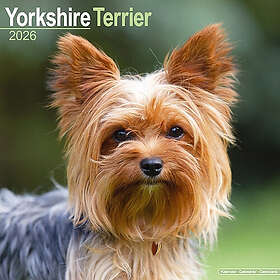 Avonside Publishing Ltd Yorkshire Terrier Wall Calendar 2026