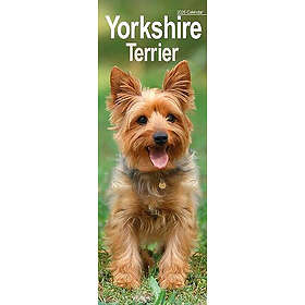 Avonside Publishing Ltd Yorkshire Terrier Slim Slim Calendar 2026