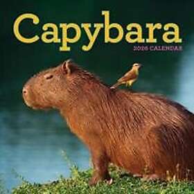 Workman Calenders Capybara Wall Calendar 2026