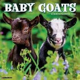 Wlcp Baby Goats Wall Calendar 2026