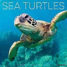 Wlcp Sea Turtles Wall Calendar 2026
